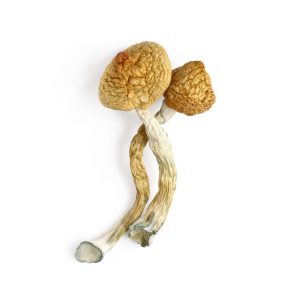 Psilocybin - Golden Teacher